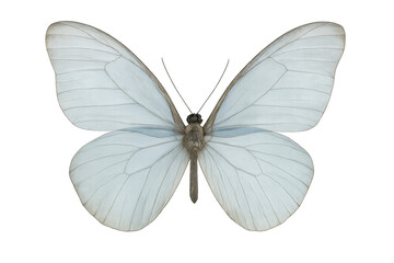 Fototapeta premium Delicate white butterfly spreading wings against transparent backdrop, revealing detailed wing markings and graceful silhouette