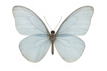 Delicate white butterfly spreading wings against transparent backdrop, revealing detailed wing markings and graceful silhouette