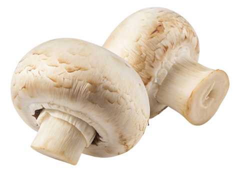 Fresh organic white button mushrooms isolated close up on black background stock photo image