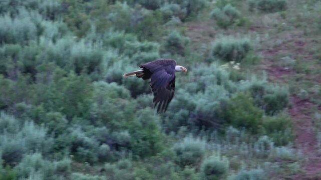Bald eagle flying through a canyon along the highway in Wyoming flapping its wings in slow motion.