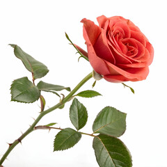 Fototapeta premium Elegant single rose with delicate petals, isolated on white background.