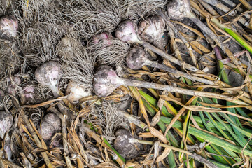 Drying dug up unpeeled garlic. Harvest of natural garlic.