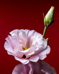 Elegant Pink Eustoma Flowers on a Red Background