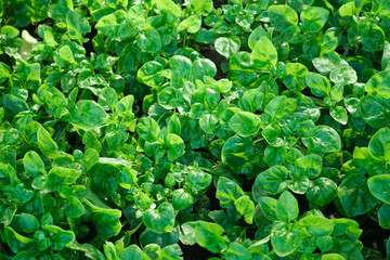 The green watercress plant is planted in a pot, Green watercress leaves, one of the super foods,...