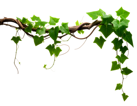 PNG Sunflower meadow border backgrounds outdoors nature.