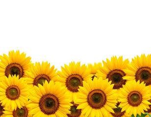 Naklejka premium PNG Sunflower meadow border backgrounds outdoors nature. 