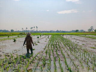 Indonesian farmers planting rice seedlings by hand in a muddy paddy field under the bright morning...