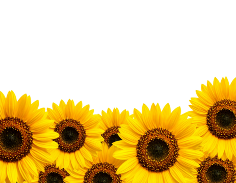 PNG Sunflower meadow border backgrounds outdoors nature.