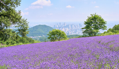 札幌の街並みを望む、夏の幌見峠ラベンダー畑 / Summer Lavender Fields at Horomi Pass Overlooking Sapporo City