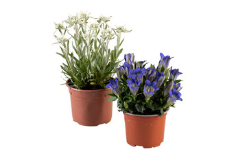 Two plants in pots with cream and purple blossoms cut out isolated transparent background