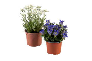 Two plants in pots with cream and purple blossoms cut out isolated transparent background