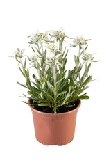 Rosemary plant in a pot with white flowers blooming cut out isolated transparent background