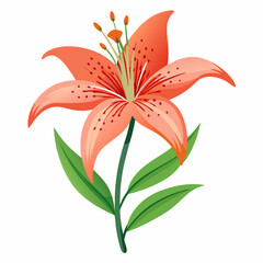 tiger lily isolated on white