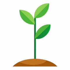 green plant isolated on white background