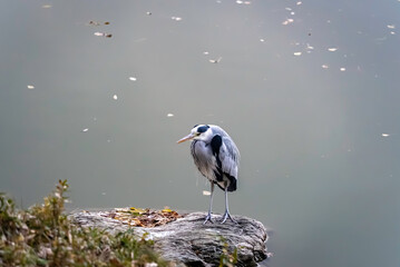 水辺で佇むアオサギ