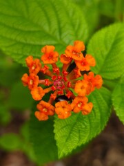 red and yellow flowers