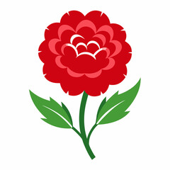 red carnation flower