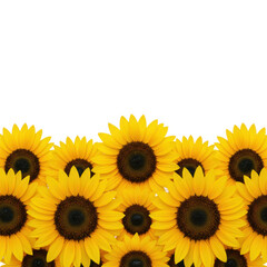 Multiple vibrant, pristine sunflowers with bright yellow petals and dark brown centers, arranged as a dewy floral border, top-down view against a transparent background with copy space, bright studio