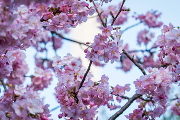 満開の桜