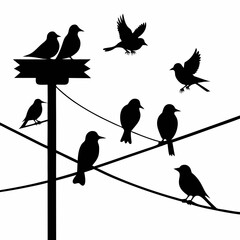 silhouette of birds