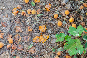 Fallen apricot fruit on the ground after a strong wind