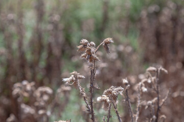 A field of dried up plants with a few still green leaves