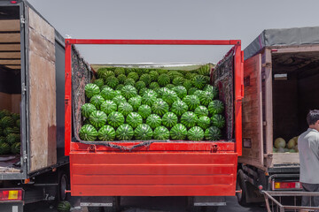A large pile of watermelons in a truck. Watermelons are sold at a wholesale market.