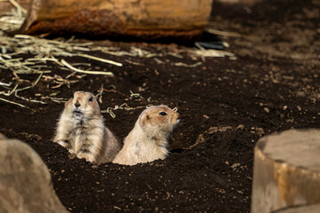 穴から顔を出すプレーリードッグ