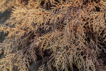 Dry thuja branches are brown in nature.