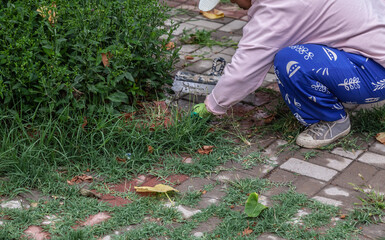 Person is kneeling down on a brick walkway, pulling weeds out of the cracks. Concept of hard work and dedication to maintaining a clean and tidy outdoor space
