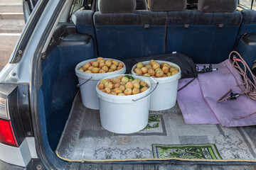Car trunk is full of fruit, including apples and oranges