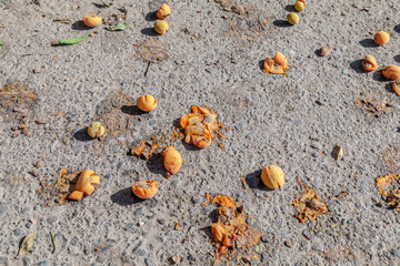 Yellow apricots scattered on stone steps amidst grass. A summer atmosphere of gardens and nature in...
