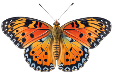 Obraz premium Bright orange monarch butterfly isolated on white background