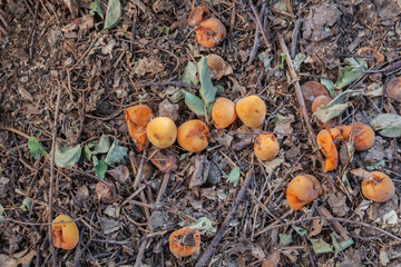 Many fruits apricots fallen from tree on ground rotting spoiled in orchard in Fruita Capitol Reef National Monument in summer