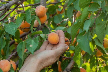 A man picks apricots from tree branches. A good harvest of apricots, tasty sweet berries, full of...