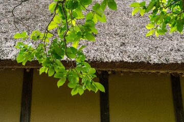 茅葺屋根と柿の木