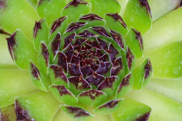 Hens and Chicks (Sempervivum tectorum) closeup. 