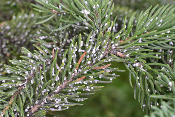 An infestation of Cooley spruce gall adelgid (Adelges cooleyi) on a white spruce.
