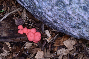 The pink bodies of Lycogala epidendrum, commonly known as wolf's milk or groening's slime, growing in the bark mulch of an Alaska garden.