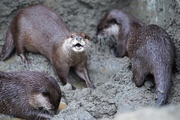 Otter Resting on Tree Branch