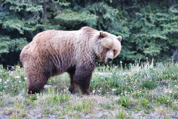 Yukon Territories, Canada