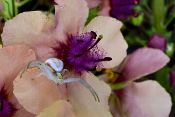 An Alaska crab spider, scientifically known as Misumena vatia, waits in a flower for an unsuspecting insect to land for lunch.