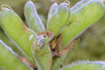 An infestation of Lupine Aphids (Macrosiphum albifrons) devastates the seed pods of a Nootka Lupine (Lupinus nootkatensis) plant.