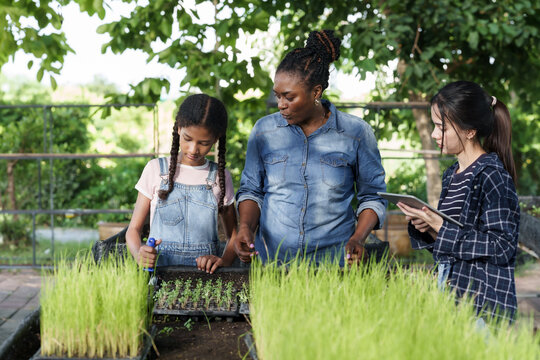 Multiracial teenage students and black agriculture teacher working together in school farm, observing seedlings and recording plant data using tablet during outdoor organic farming class