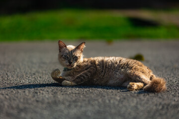 Cute Cat outdoor