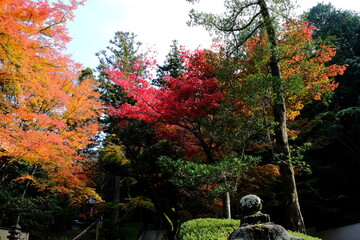 京都、紅葉、佛寺、寺院、文化財、木造建築、古代建築、日本文化、歷史名勝、古都京都の文化財、木、綠色、青空、秋、絶景、写真素材