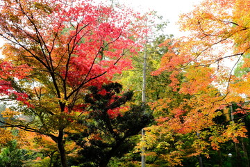 京都、紅葉、佛寺、寺院、文化財、木造建築、古代建築、日本文化、歷史名勝、古都京都の文化財、木、綠色、青空、秋、絶景、写真素材