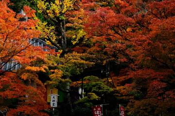 京都、紅葉、佛寺、寺院、文化財、木造建築、古代建築、日本文化、歷史名勝、古都京都の文化財、木、綠色、青空、秋、絶景、写真素材