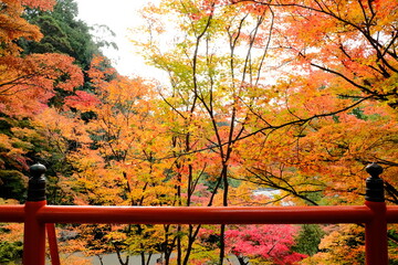 京都、紅葉、佛寺、寺院、文化財、木造建築、古代建築、日本文化、歷史名勝、古都京都の文化財、木、綠色、青空、秋、絶景、写真素材	
