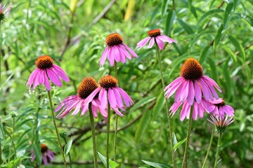 Echinacea flowers. Asteraceae perennial herb. Flowering season is from July to October, with...